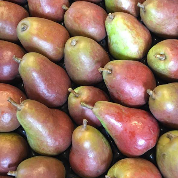 Perenras Grafin Gepa