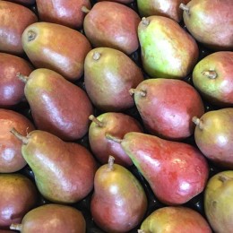 Grafin Gepa Perenras Grafin Gepa